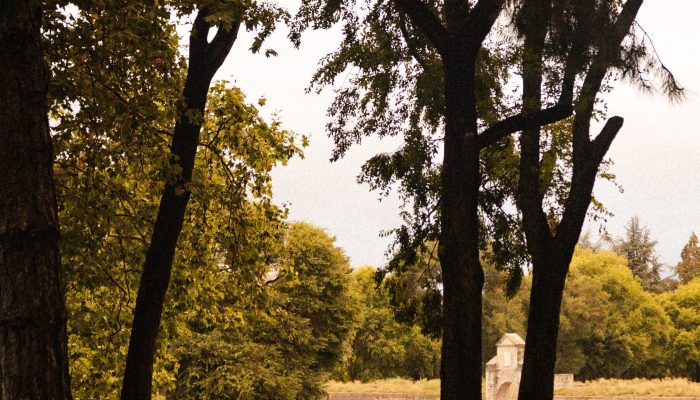 Naturaleza_pamplona_vuelta del castillo_arbol